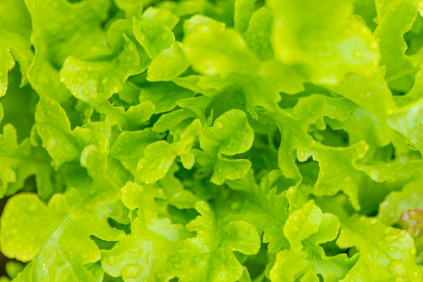 Fresh growing in an organic vegetable garden in summer. Close up macro photo.