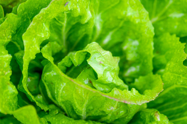 Fresh green lettuce growing in an organic vegetable garden in summer. Close up macro photo.