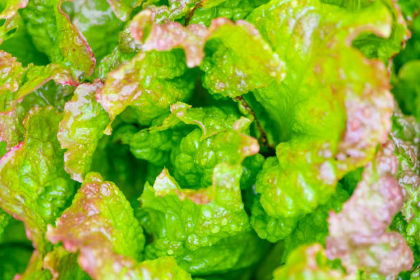 Fresh Oak Leaf Lettuce growing in an organic vegetable garden in summer. Close up macro photo.