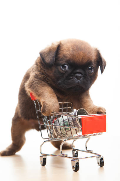 istock image of dog trolley money 1263648340