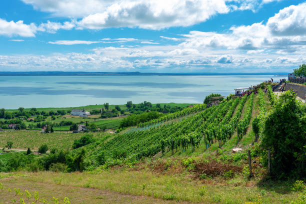 hermosa vista del lago balaton con viñedos de la colina badacsony - residential structure summer season valley fotografías e imágenes de stock