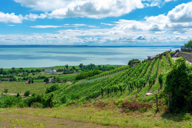 beautiful view of lake balaton with vineyards from the badacsony hill - hungary imagens e fotografias de stock