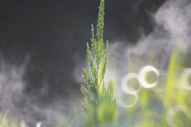 a little plant with fog and sunshine stock photo