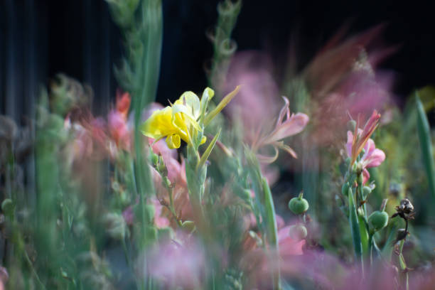 yellow flower among the plants stock photo