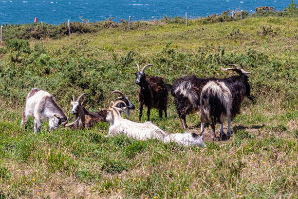 istock herd of goats on the Brittany coast 1263650445