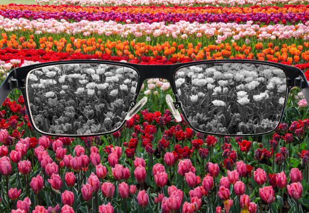 istock Looking through glasses to bleach tulips field. Color blindness. World perception during depression. Medical condition. Health and disease concept. 1263651051