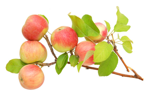istock Gala Apples on branch the tree 1263652047