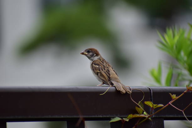 istock Portrait of sparrow 1263652173