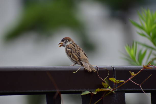 istock Kid of sparrow 1263652184