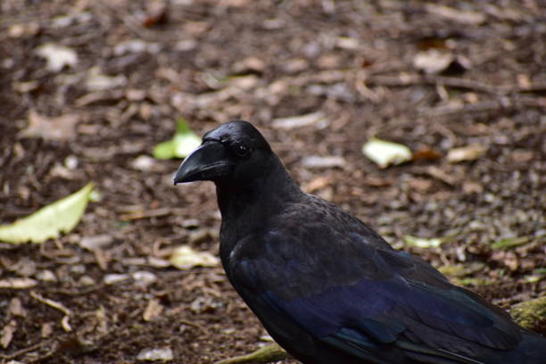 istock Portrait of carrion crow 1263652206