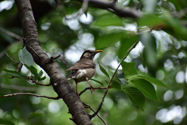 istock Portrait of starling 1263652211