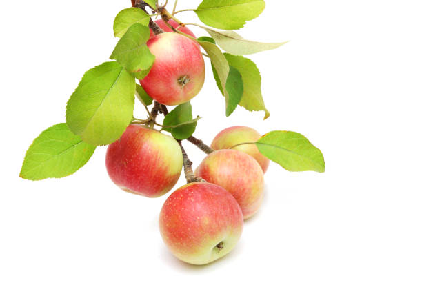 istock Gala Apples on branch the tree 1263652438