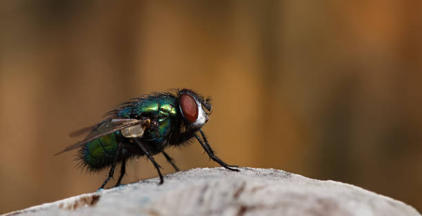 istock Greenbottle fly in macro close up 1263653221