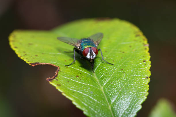 Close up of a blow fly on a leaf