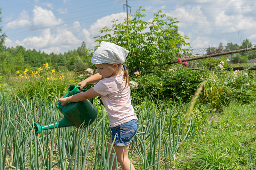 little girl watering onions in the garden on a summer day