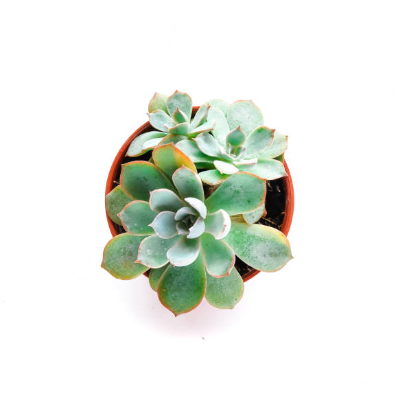 istock Green house plants potted, succulents on white background. 1263653522