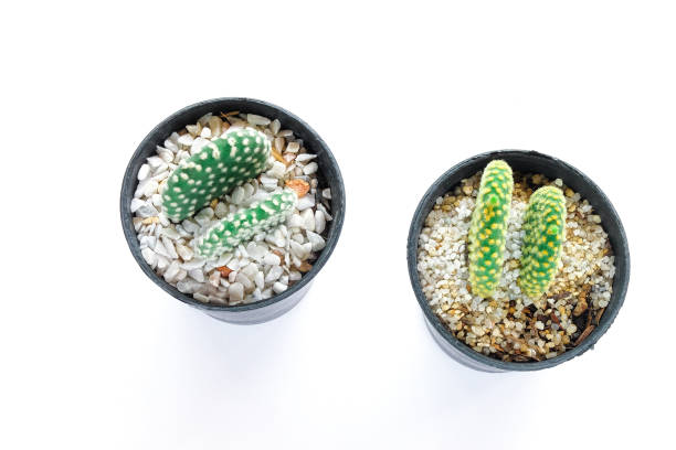 istock Various of small cantus tree planted in a pot on white background. 1263653524