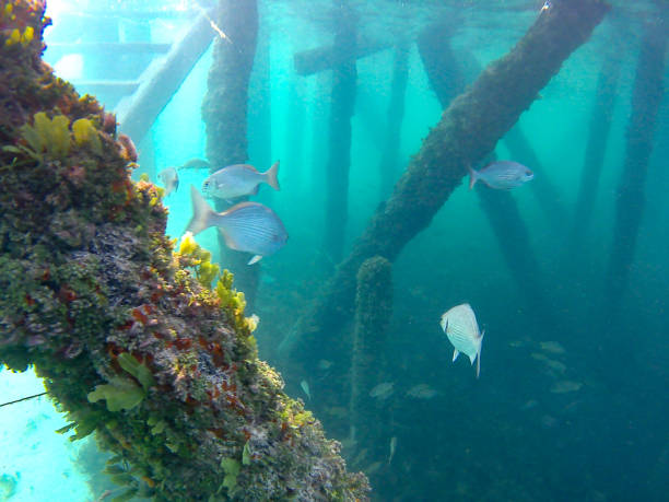 istock The Caribbean Fishes 1263654823