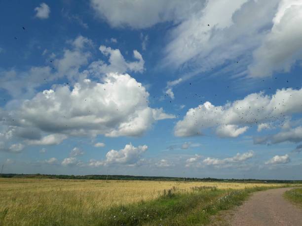 istock Russian field with cereals and flowers 1263656984