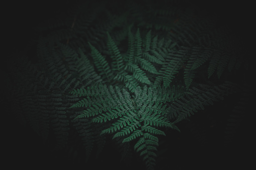 Dark picture of tropical leaves in rainforest at night. A lot of weird sounds and scary shadows surrounded me as i shot this.