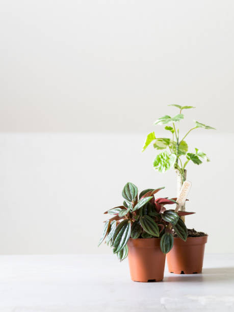 istock two small green  plants in indoor garden 1263657125