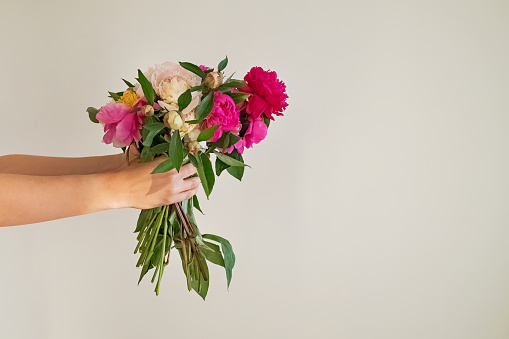 Feminine hands holding big bouquet of beautiful peonies agains the white wall