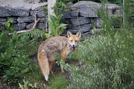 Male fox returning with food for the cubs