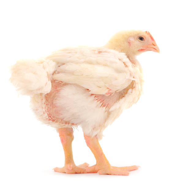 istock Chicken or young broiler chicken. 1263658629