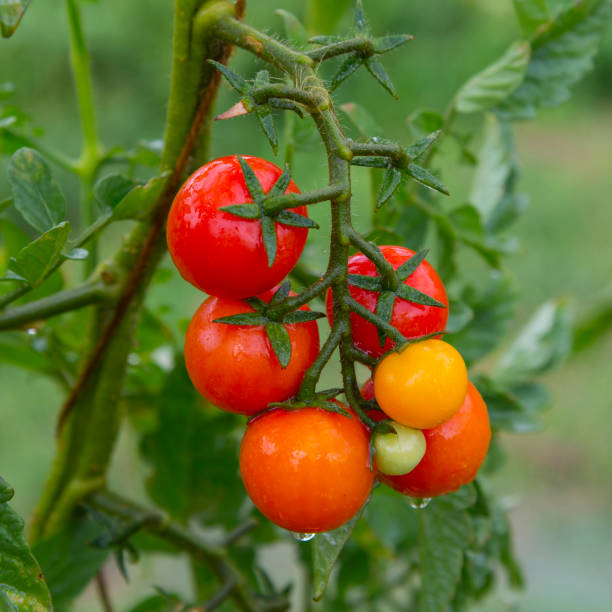 Zweig von Tomaten – Foto