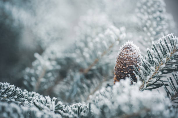 Photo of Christmas tree branches with frost outdoors
