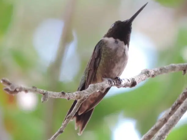 Hummingbird in nature sitting on a tree
