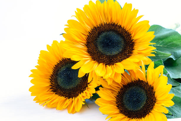 istock Sunflowers on the white background horizontally closeup. 1263660912