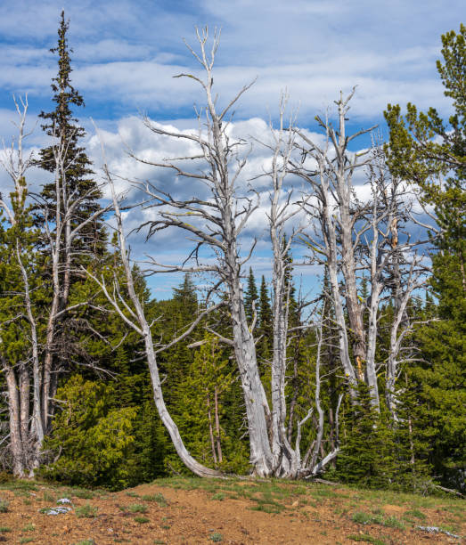 istock Hiking Along The Burnt Mountain Trail, Cascade Mountains, Washington State 1263664489