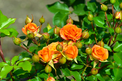 Orange and light pink flowers on a rose Bush in the garden