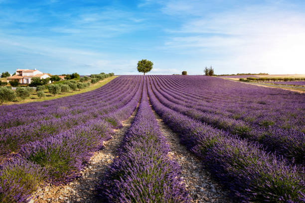 istock lavender field with house and tree 1263664837