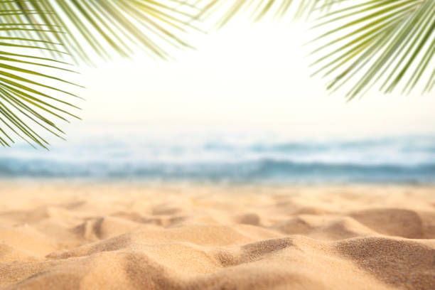 istock Green palm leaf on tropical sand beach with sea abstract background. 1263666601
