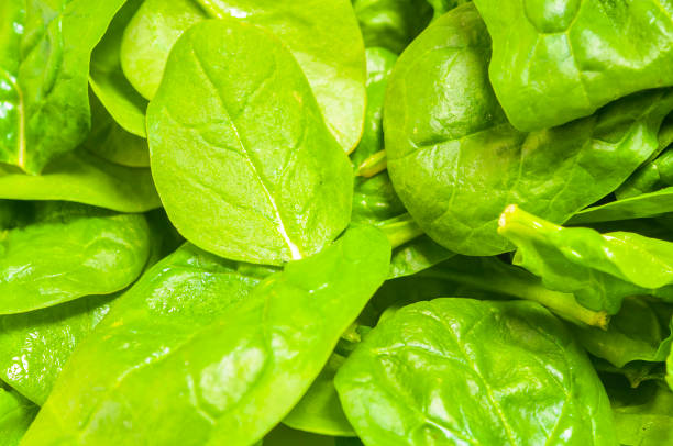 Spinach leaves close up