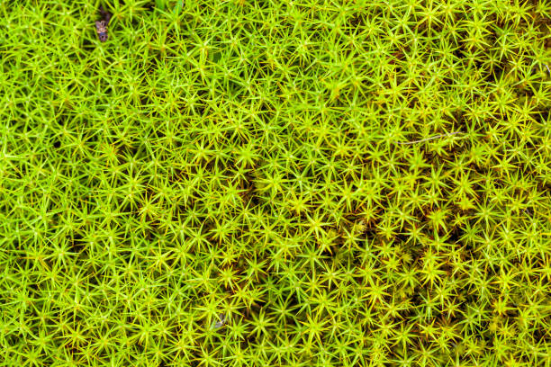 istock Natural background of green lichen, moss, view from above 1263666933