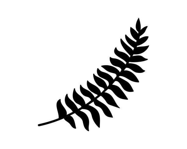 Doodle fern icon isolated on white. Stencil plant. Leaf vector stock illustration. EPS 10 Doodle fern icon isolated on white. Stencil plant. Leaf vector stock illustration. EPS 10 fern stock illustrations