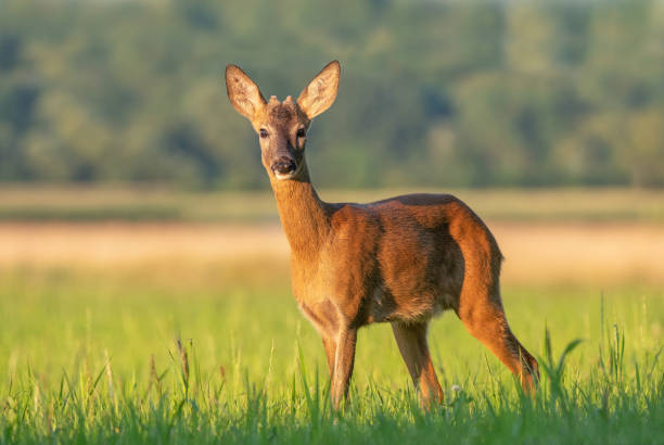 istock Young roe buck standing in a field 1263668755