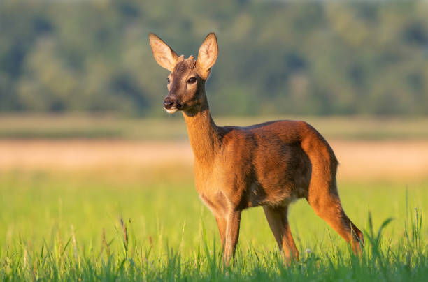 istock Young roe buck standing in a field 1263668768