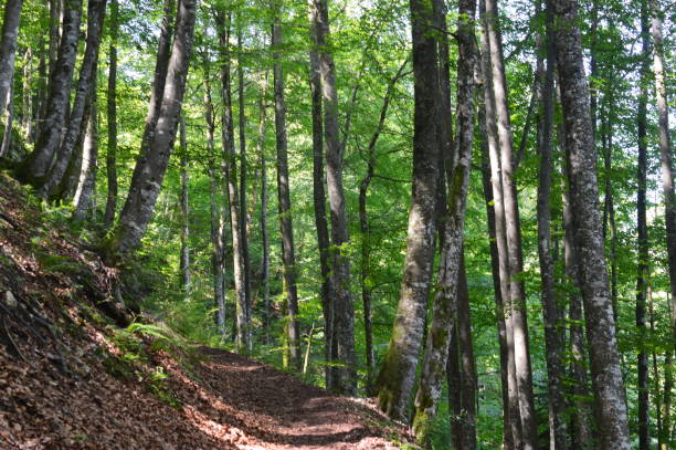 istock Hiking near Ruhpolding 1263668791