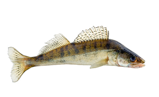 Walleye fish isolated on white background. Zander fishing. River fish big bass.
