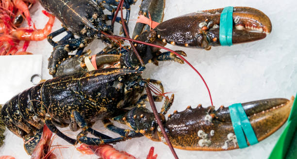 istock claw raw lobster seafood 1263670034