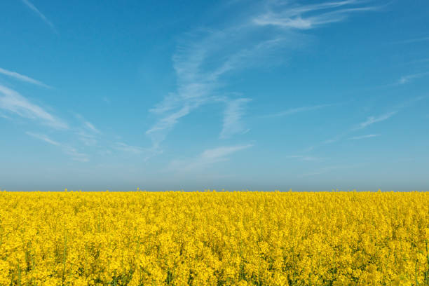 istock Blue sky, sun and yellow canola field. 1263670429