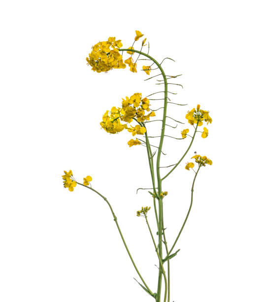 istock Rapeseed flower branch isolated on white 1263670999