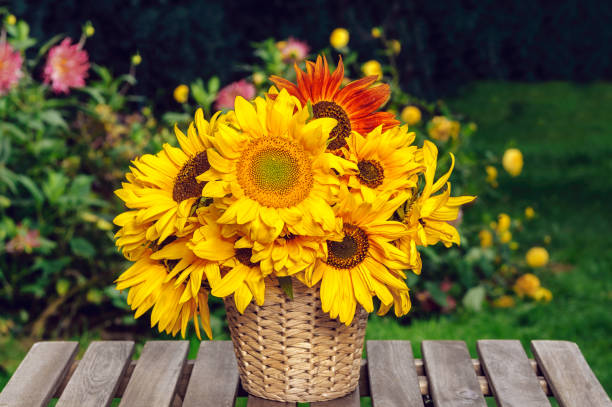 istock sunflowers in a pot on a wooden table 1263671046
