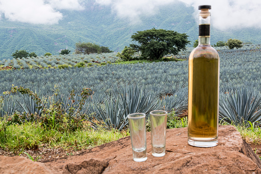 Paisaje de plantación de plantas de agave para producir tequila. Botella de tequila en piedras grandes. Vista panorámica photo