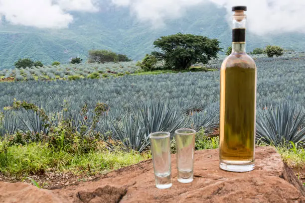 Photo of Landscape of planting of agave plants to produce tequila. Tequila bottle on big stones. Panoramic view