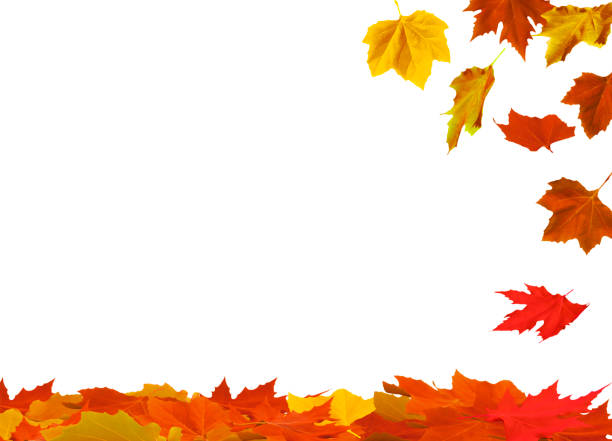 isolated maple leaves on the white background - outono folha imagens e fotografias de stock